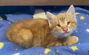 50 Of The Most Adorable Pets That Found Their Forever Home This April