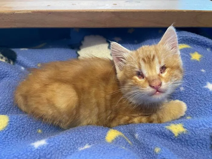 I Just Brought Home My New Foster Kitten! This Little Fella Was Found Alone In A Parking Lot A Few Hours Ago. He’s Missing A Few Pieces. I Need Name Ideas!