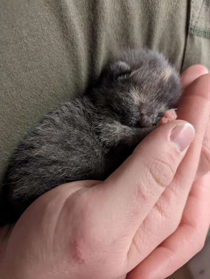 Encontré un gatito junto a la carretera