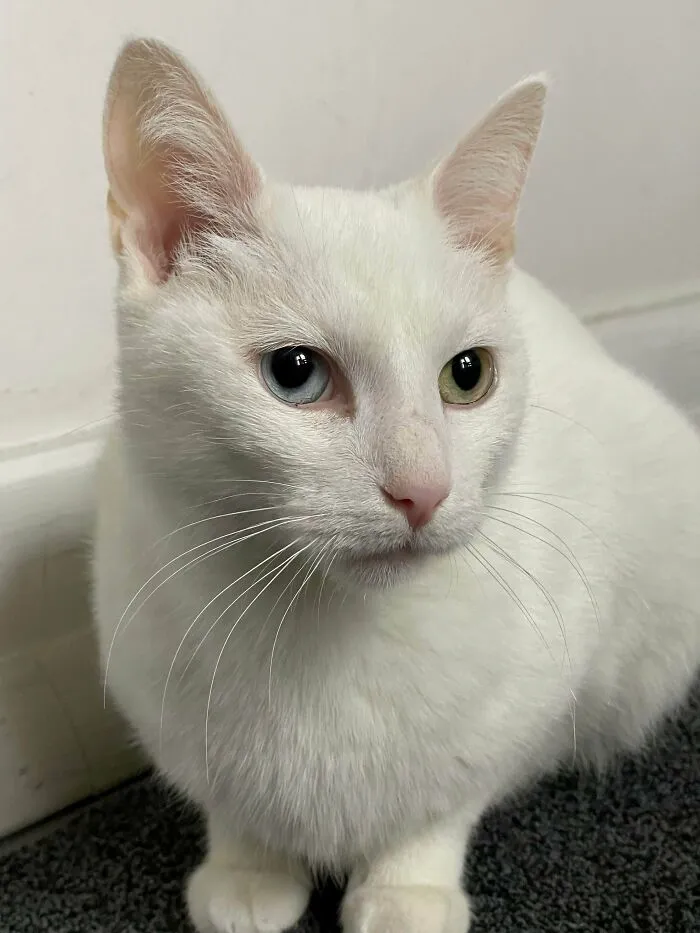 This Is Vienna; I Brought Her Home From The Shelter About A Week Ago. She’s Between 10-12 Years Old And Was Surrendered By A Previous Owner. The Shelter Told Me She Kept Getting Passed Up Because Of Her Age, And I Just Couldn’t Leave Her There. I Already Love Her So Much It Hurts