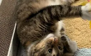 50 Of The Most Adorable Pets That Found Their Forever Home This April