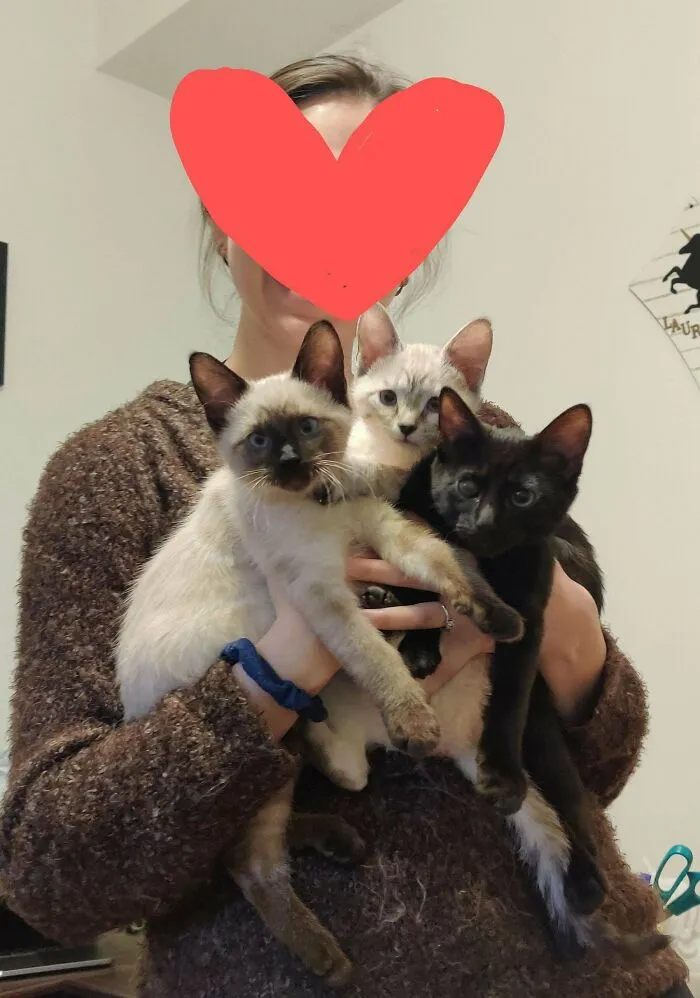 ¿Una adopción triple?!?