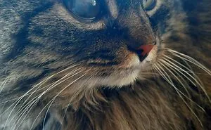 50 Of The Most Adorable Pets That Found Their Forever Home This April