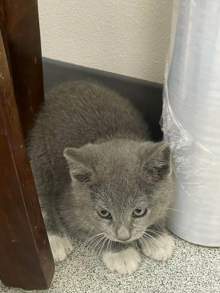 To The Scummy Human Being/S Who Decided To Dump This Precious Baby At My Doorstep, I Hope You Never Experience Love Like He Does Now