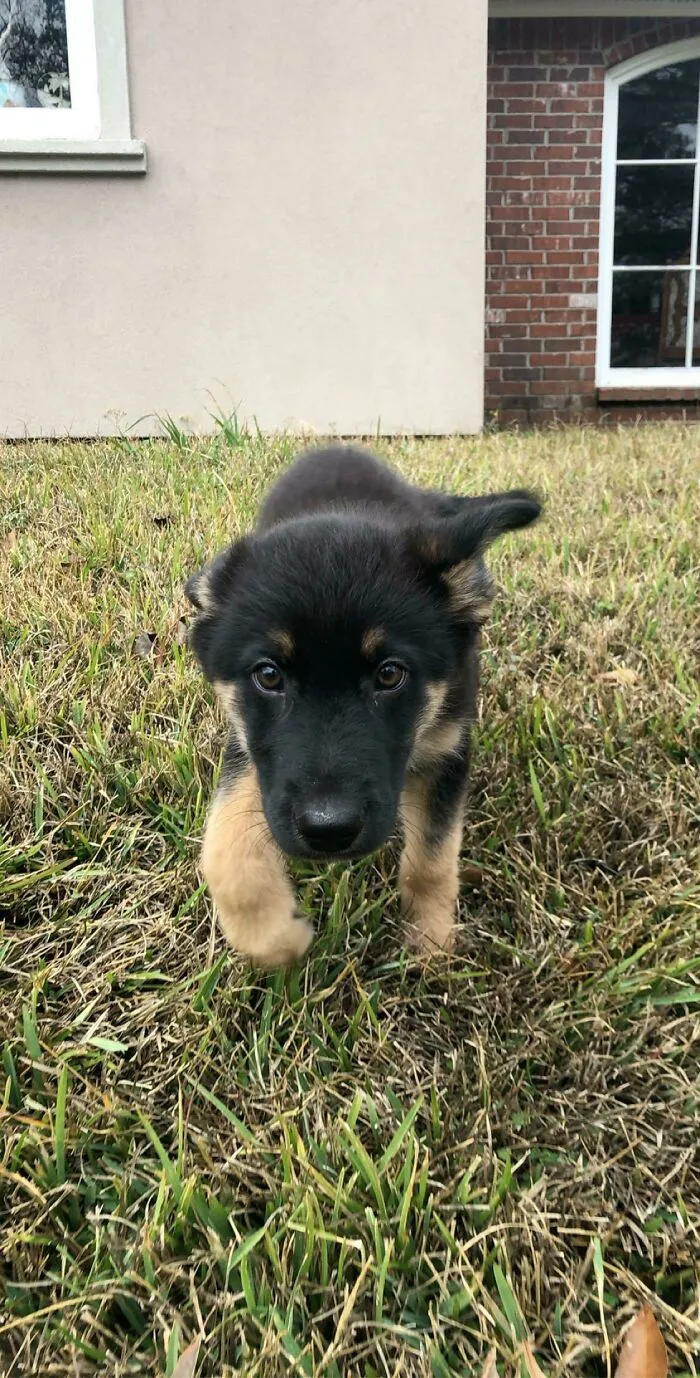 Mi hermano mayor acaba de adoptar a este pequeño cachorro