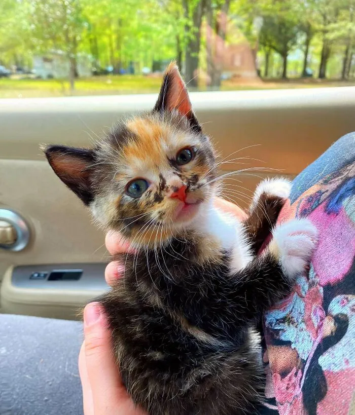 Encontré este perfecto angelito hoy. ¡Estaba montando un escándalo a los veterinarios! Y ahora se está adaptando bien