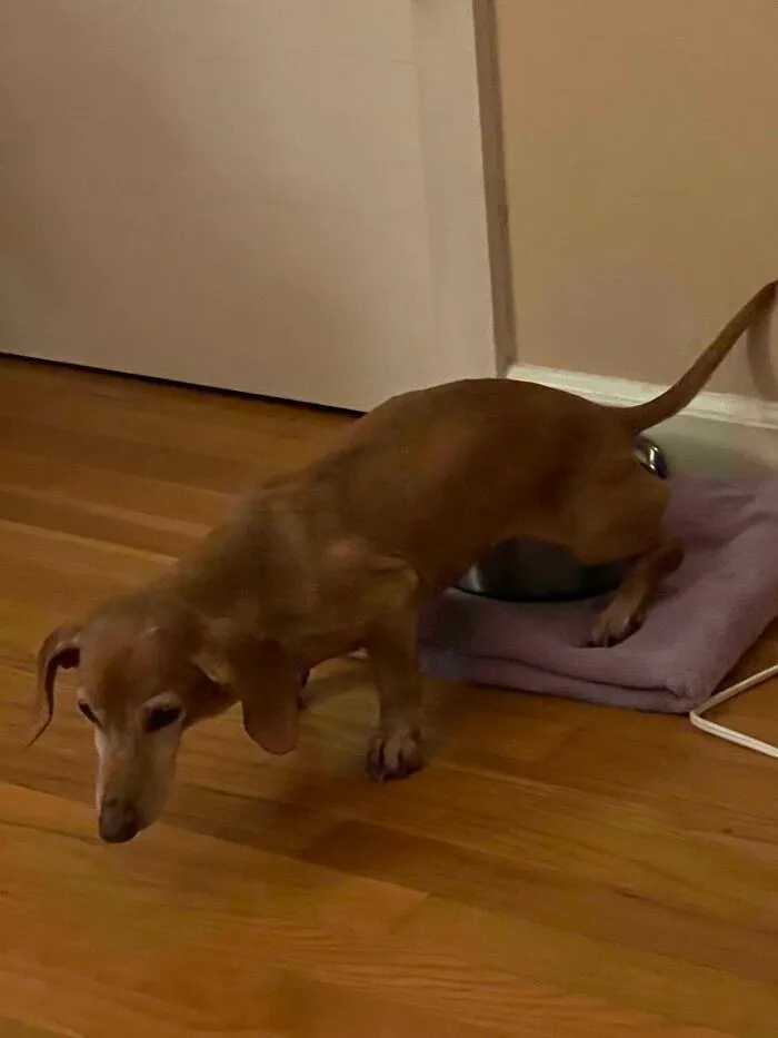 Me preguntaba cómo se rellenaba el cuenco de agua del perro... bueeeno
