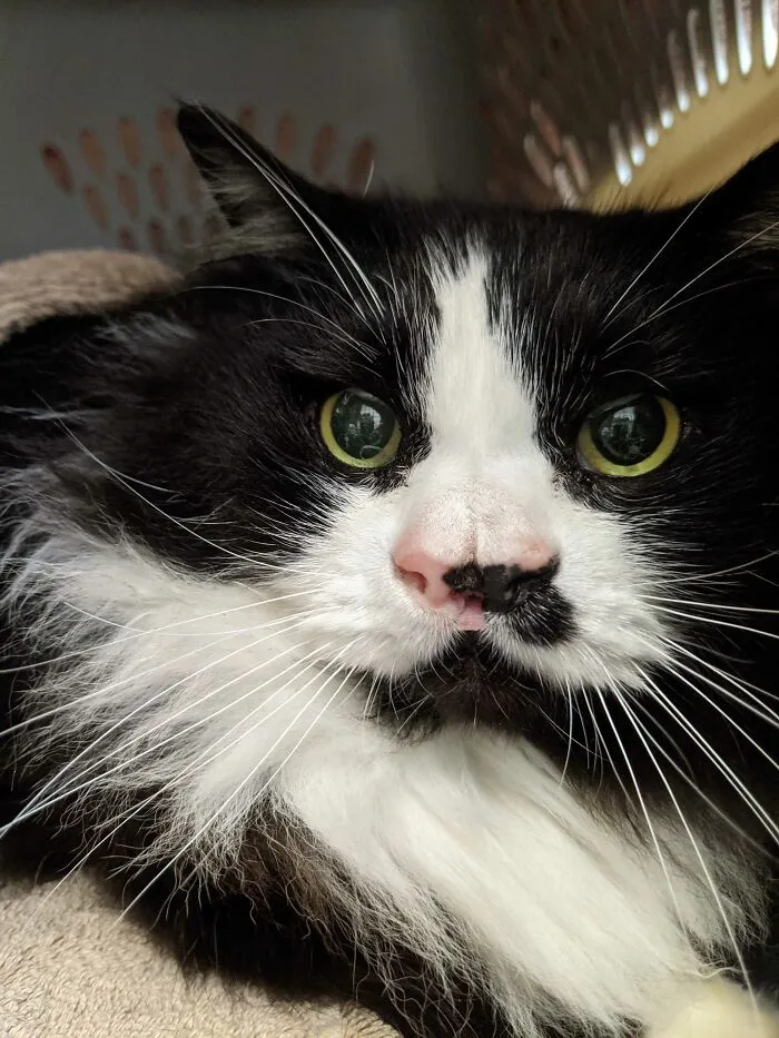 A Cat With Two Functional Noses That Came To The Clinic I Work At