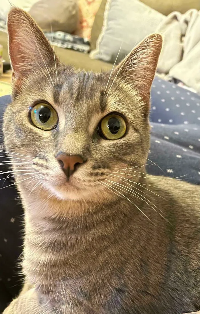 My Cat Has One Little Curly Whisker