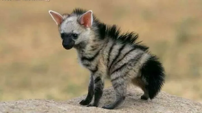 A Baby Aardwolf