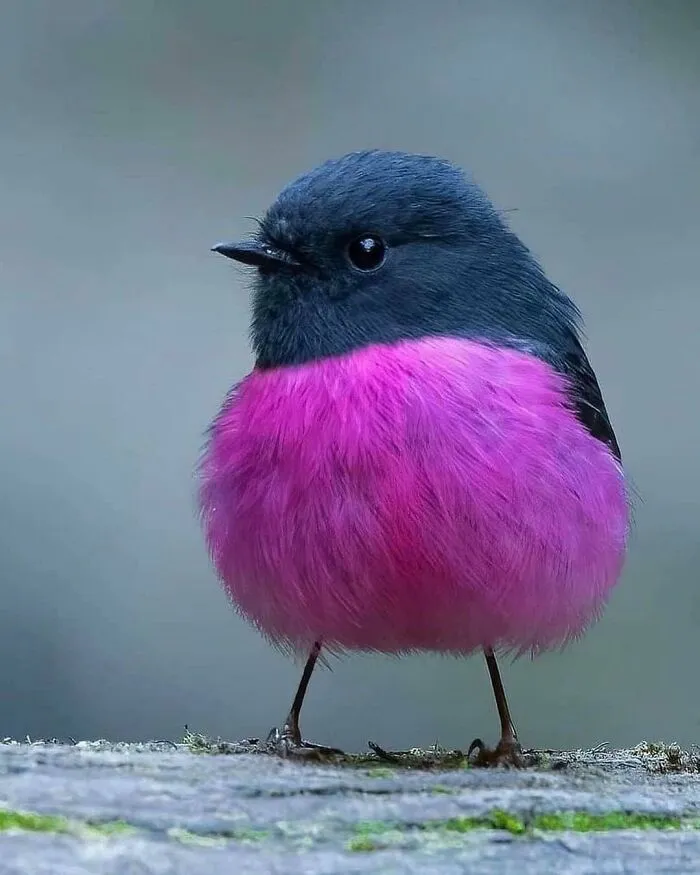 Petirrojo rosa