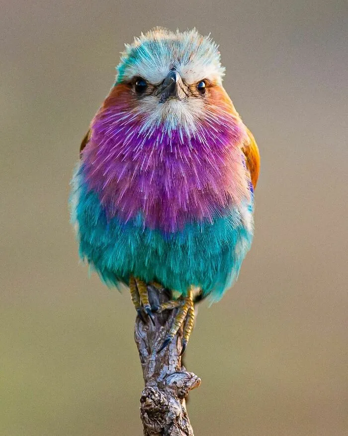 Lilac-Breasted Roller