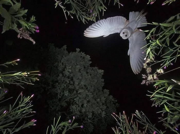 A Once In A Lifetime Shot Of An Owl