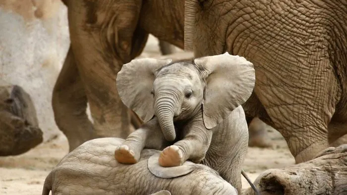 In Response To Poaching, African Elephants Are Evolving To Be Tuskless
