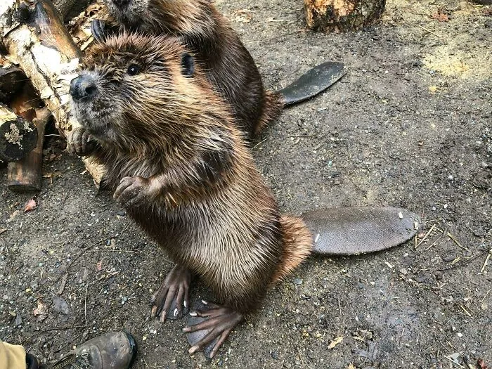 Cute Little Beavers 