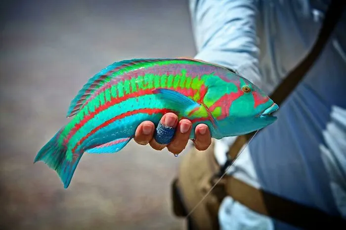 The Hawaiian Surge Wrasse Doesn’t Even Look Real, The Neon Coloring Is Totally Natural!