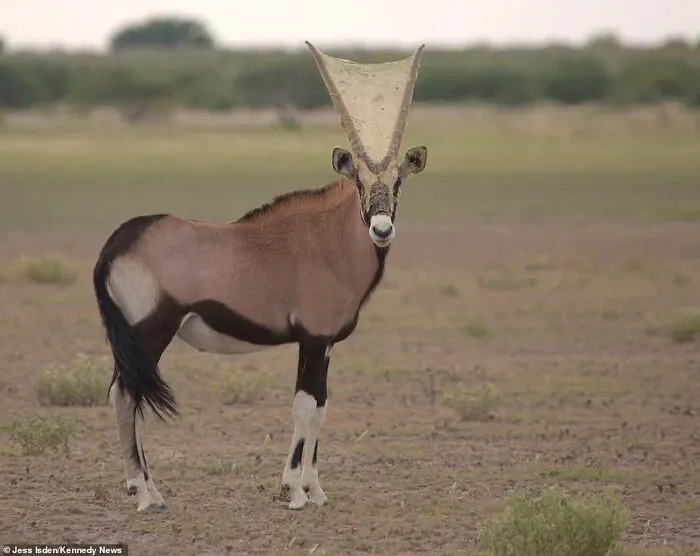 Symbiosis Between Spider And Oryx