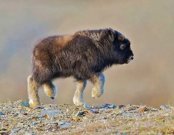 Cría de bisonte