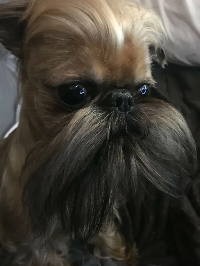 Le he cortado el pelo a mi perro para que parezca una persona