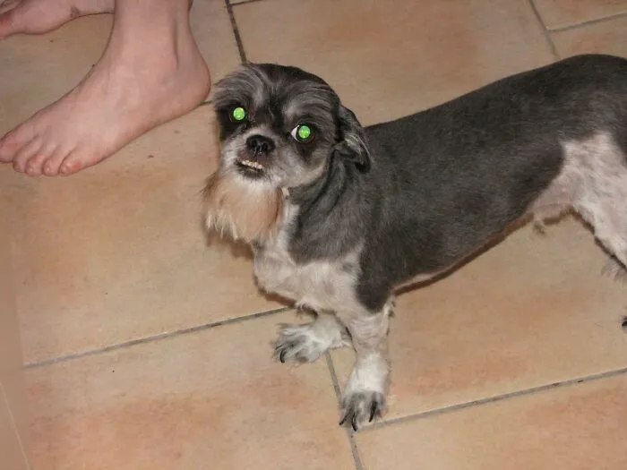 Probablemente sea la última vez que me permitan cortarle el pelo a mi perro