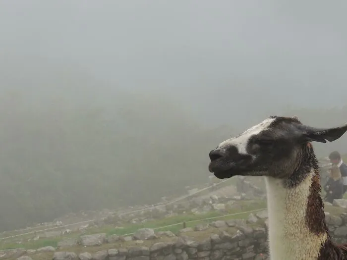 Not Mount Rushmore, But I Woke Up At 3AM And Hiked Up Machu Picchu To Be There At Sunrise