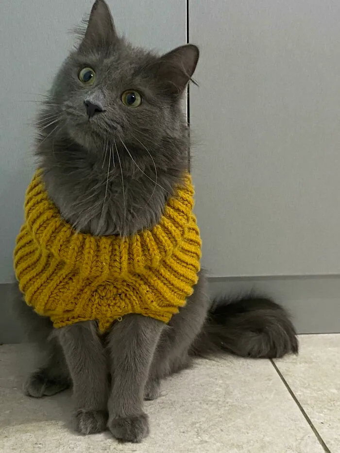 I Jokingly Asked My Mom To Knit A Sweater For My Cat. She Took It Seriously, And Actually Did It