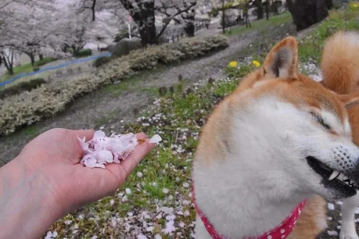 "Japón sin contexto": 37 fotos divertidas y extrañas que demuestran lo singular que es Japón