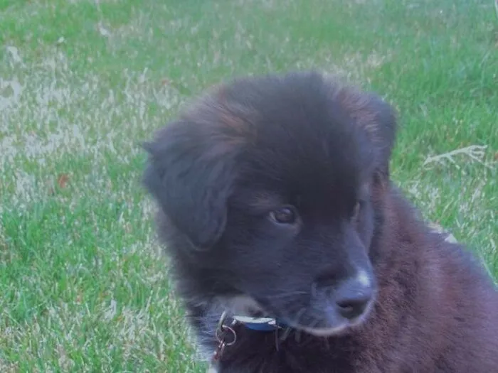 Atlas The Border Aussie