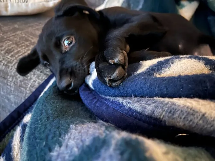 My Little Stinker Named Juno