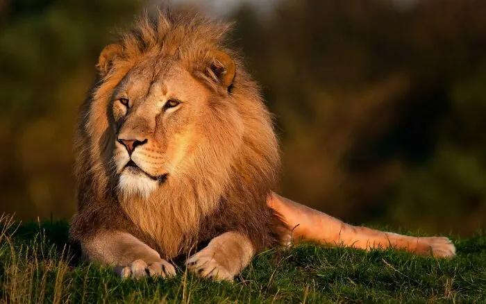 England Lion