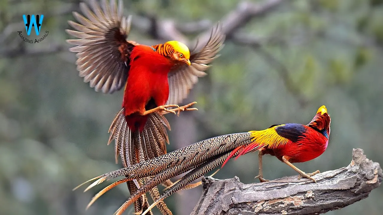 Top 10 Most Beautiful Birds In The World