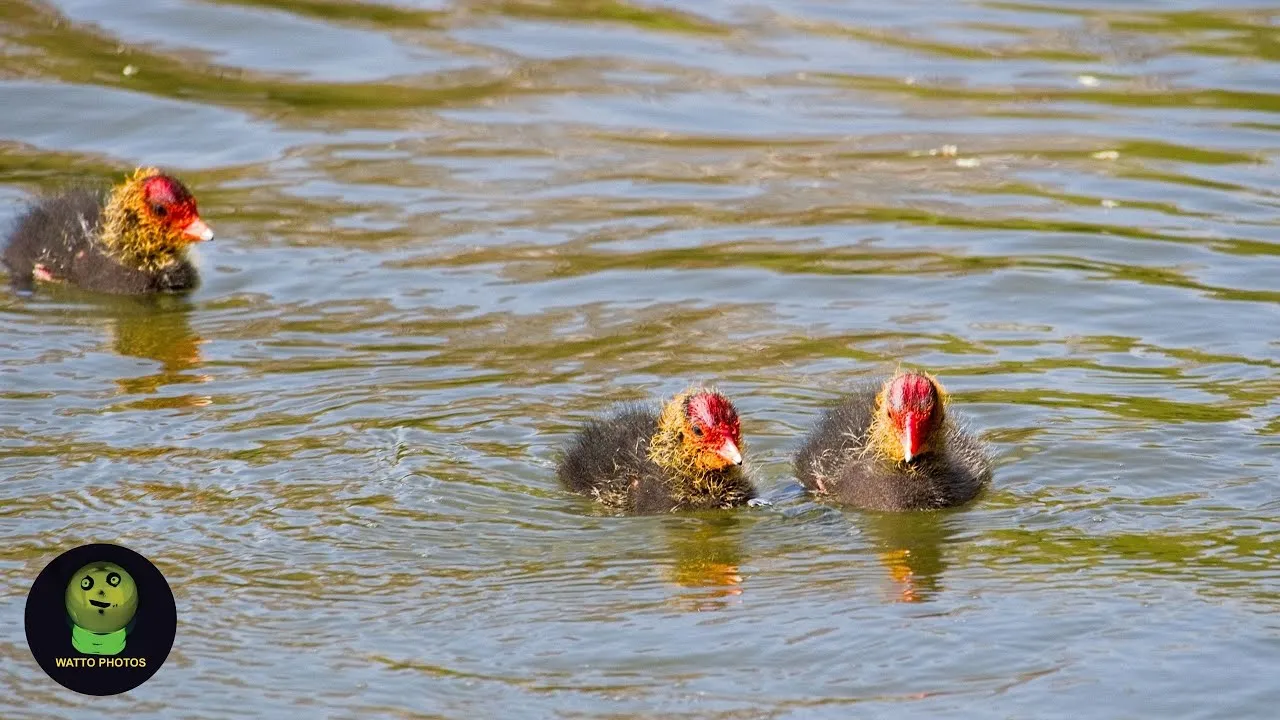 I Found Some Baby Coots