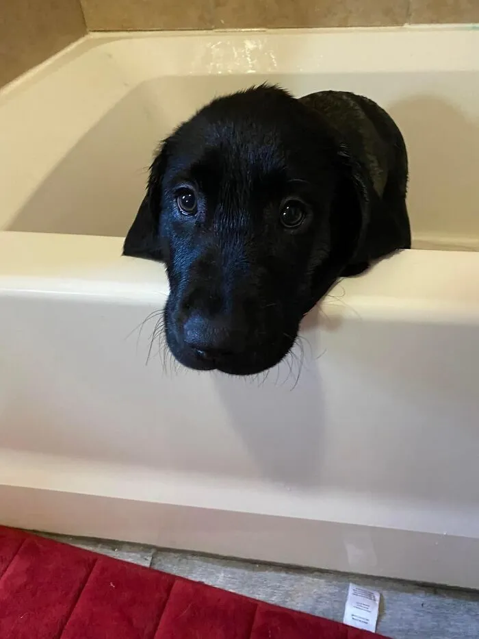 Finnigan’s First Bath