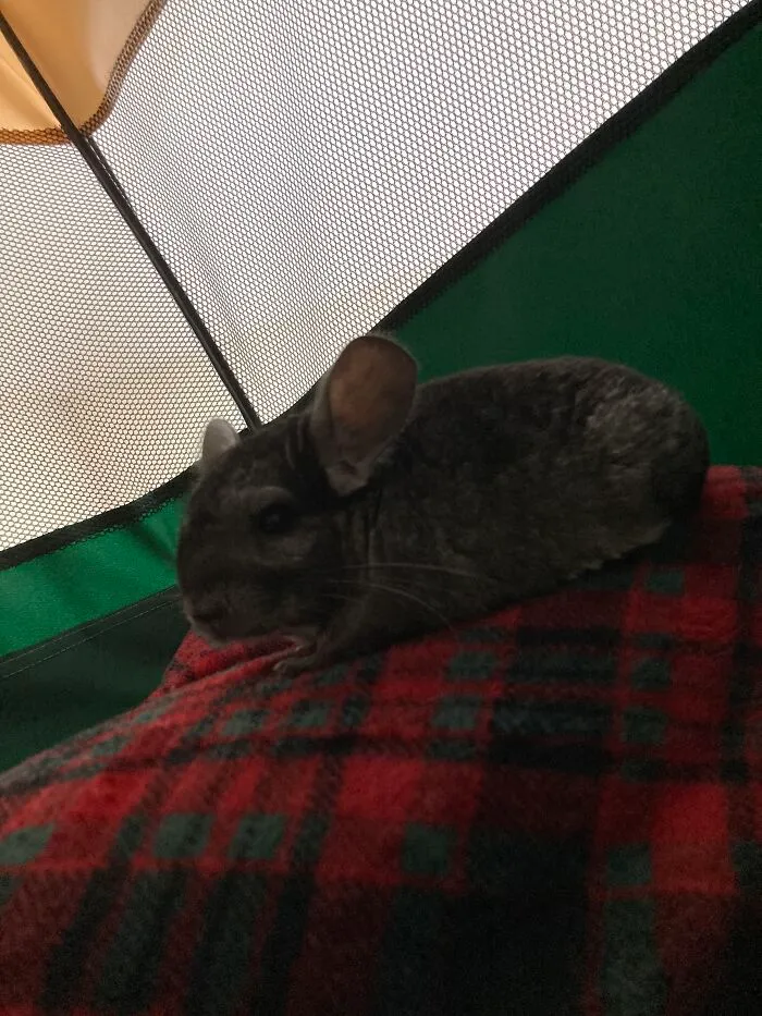 No Pic Because I Got Rid Of It So Here’s A Pic Of My Chinchilla. Once I Got A Waist Cincher.
