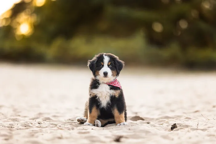 19 Pictures Of Adorable Puppies I've Photographed