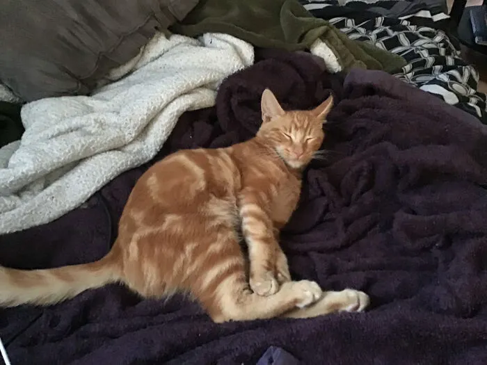 Cheetoe