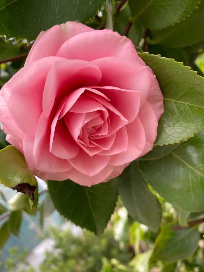 My Grandma‘S Camellia Tree