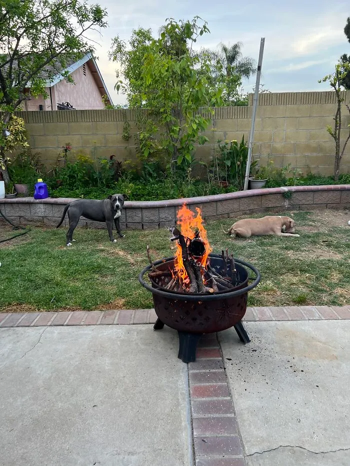 My Adorable Dog Turns 1 (12 Pics)