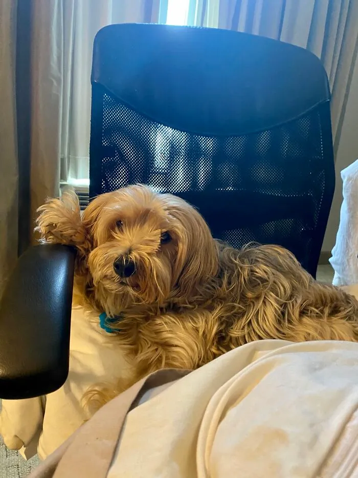 My Beautiful Baby Grace Augusta Noel. I Took Her On A Business Trip With Me Last Fall And She Insisted On Having Her Own Desk Chair Next To Mine While I Was Working In The Hotel Room. I Adore Her!