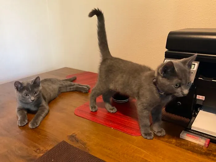 Rescued These 2 Feral Kittens