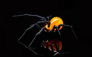 I'm An Ukrainian Artist That Creates Handmade Blown Glass Octopi And Spiders