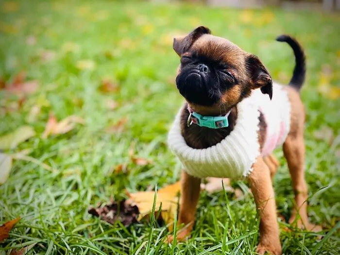 Meet Wednesday The Griff. Grumpy Bat Cat Dog, Love Of Our Lives