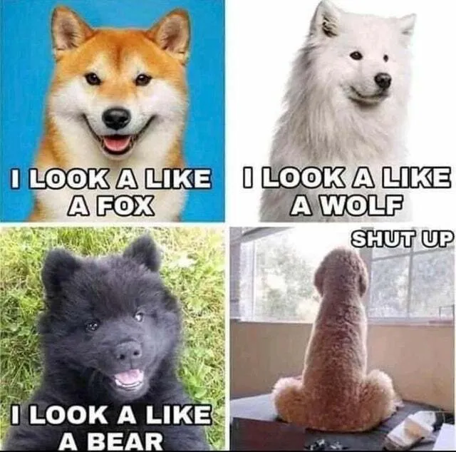 15 Of The Cutest Dog Memes