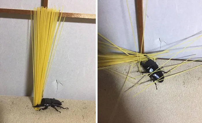 "Japón sin contexto": 37 fotos divertidas y extrañas que demuestran lo singular que es Japón