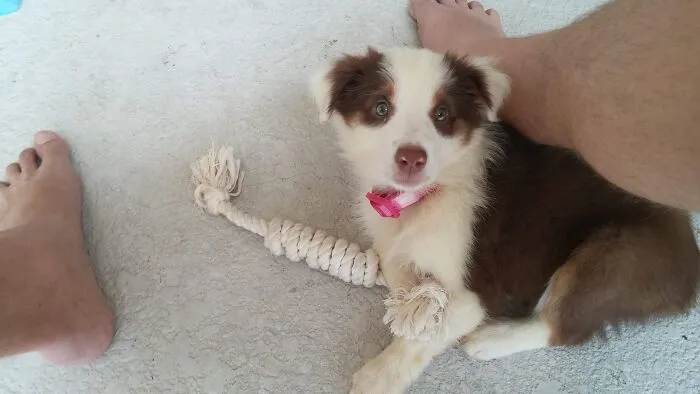 This Is Leia At ~9weeks Old