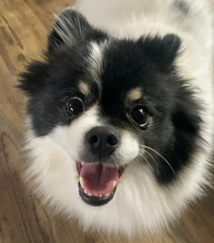 Not My Pet But My Best Friends