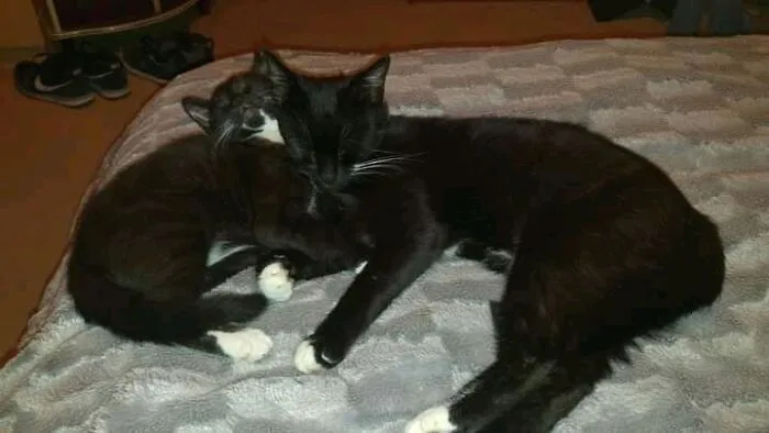 Shadow And His Momma Cat,jessie.