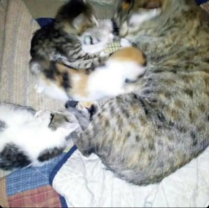 How Many Cats Do You See?  Look Closely.