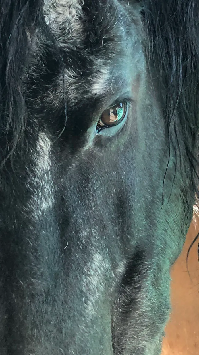 Jouke (U-Ka) Our Friesian Wonderhorse! (Photography Is A Joy)
