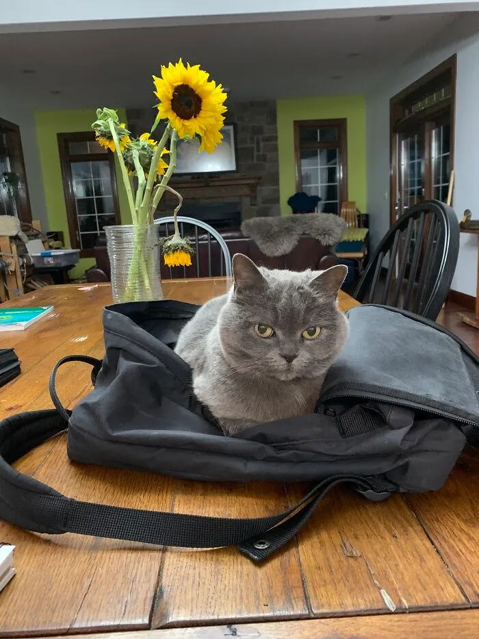 My Cat